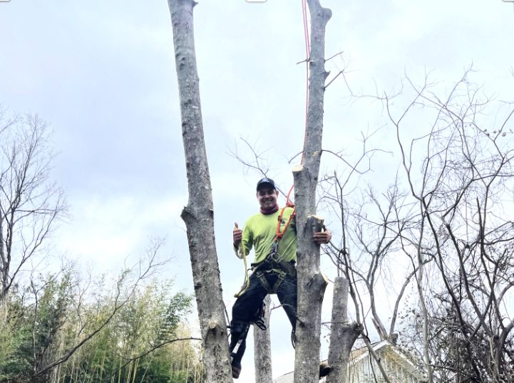 My Tree Guy, Nashville, TN