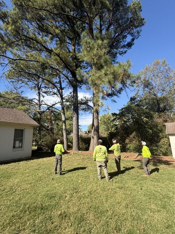 My Tree Guy, Nashville, TN
