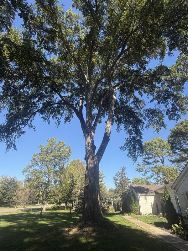 My Tree Guy, Nashville, TN