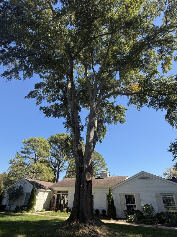 My Tree Guy, Nashville, TN