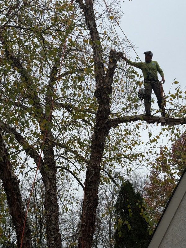 My Tree Guy, Nashville, TN