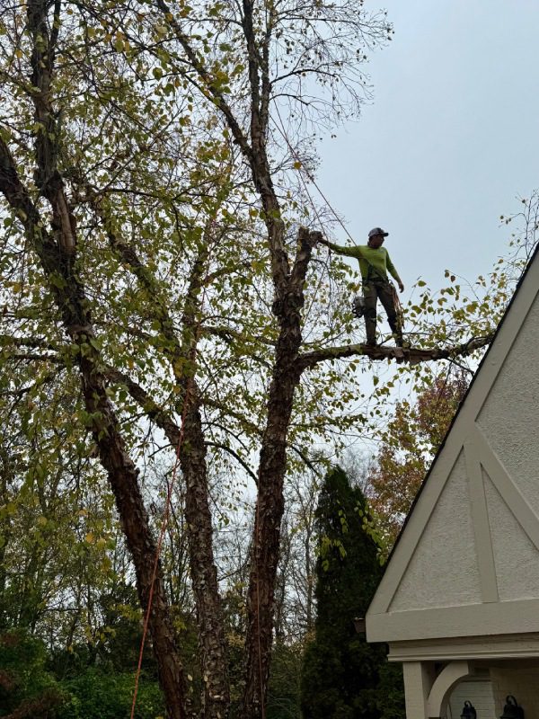 My Tree Guy, Nashville, TN