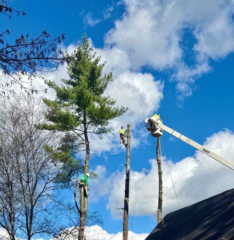 My Tree Guy, Nashville, TN