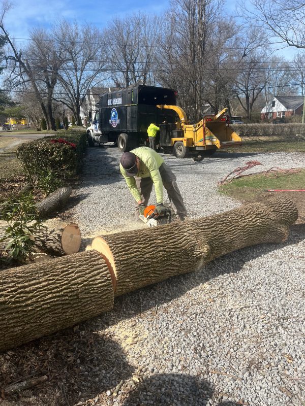My Tree Guy, Nashville, TN