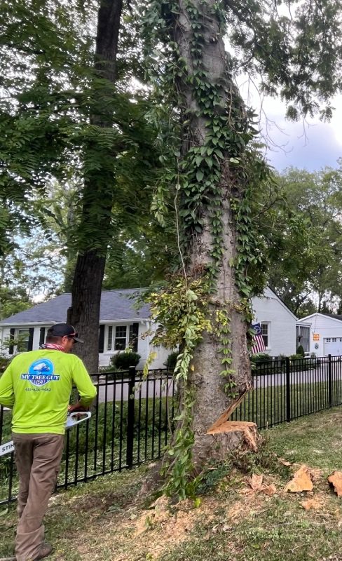 My Tree Guy, Nashville, TN