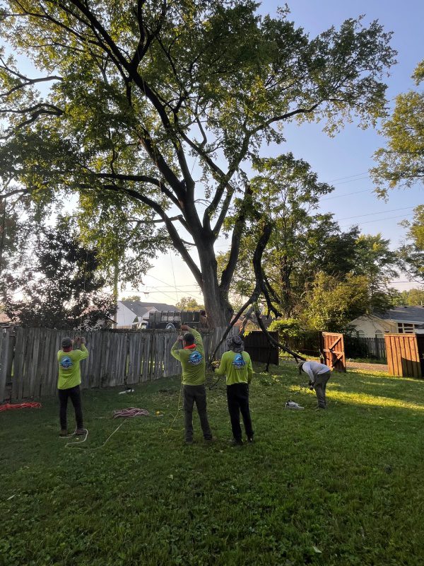 My Tree Guy, Nashville, TN