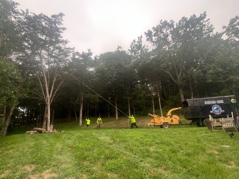 My Tree Guy, Nashville, TN