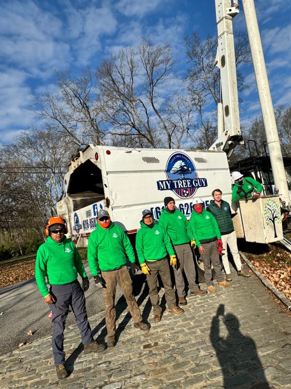 My Tree Guy, Nashville, TN