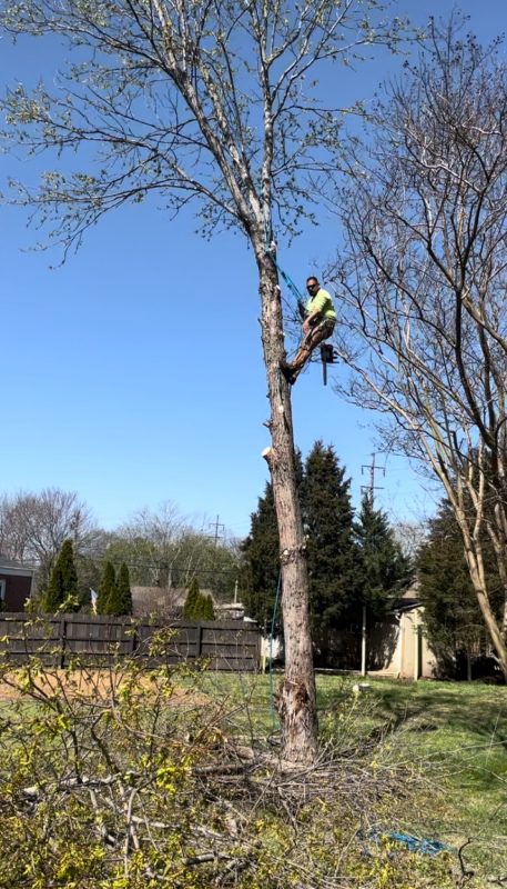 My Tree Guy, Nashville, TN