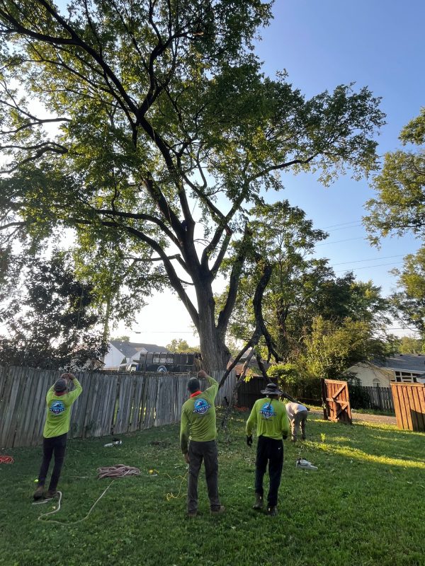 My Tree Guy, Nashville, TN