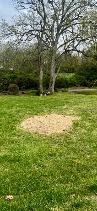 My Tree Guy, Nashville, TN