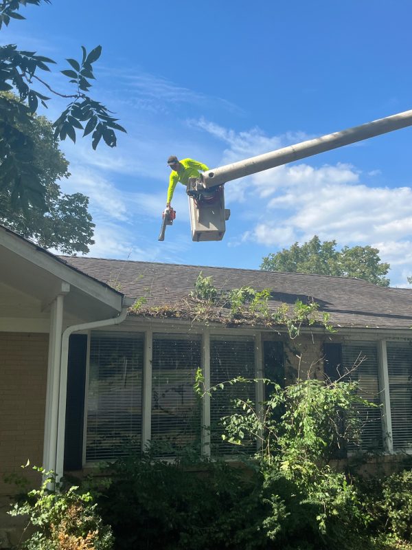 My Tree Guy, Nashville, TN