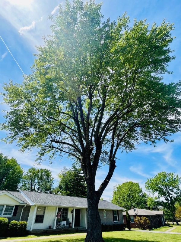 My Tree Guy, Nashville, TN