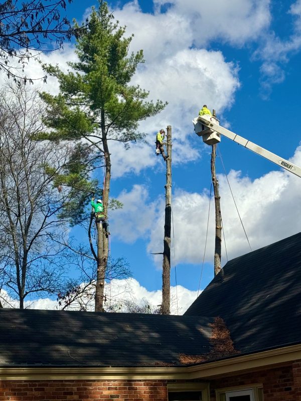 My Tree Guy, Nashville, TN