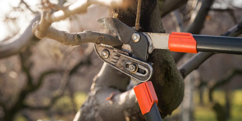 What Is Ornamental Pruning?