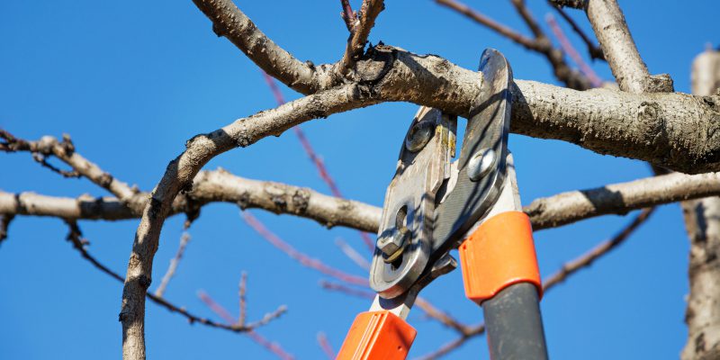 Reasons to Schedule Tree Pruning Services Before Spring