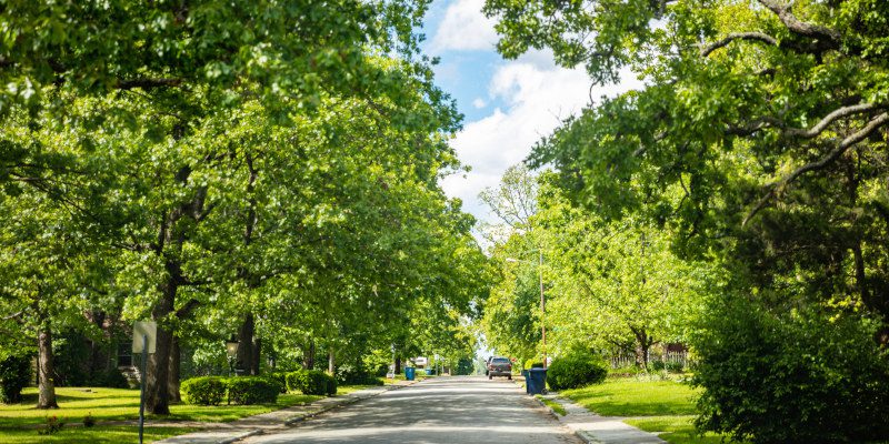 A Quick Guide to Our Residential Tree Services