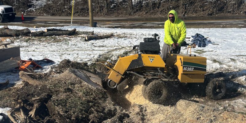 Arborist in Nashville, Tennessee