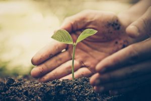 What Is an Arborist?