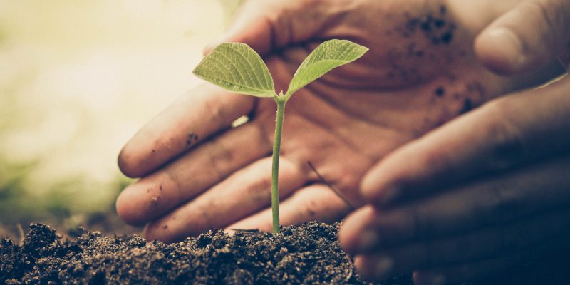 What Is an Arborist?