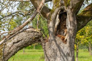 When Do You Need Hazardous Tree Removals