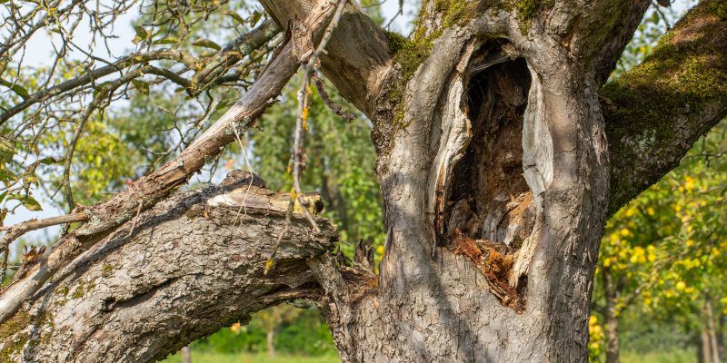 When Do You Need Hazardous Tree Removals