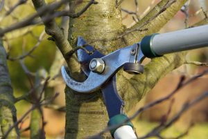 The Best Time for Tree Pruning