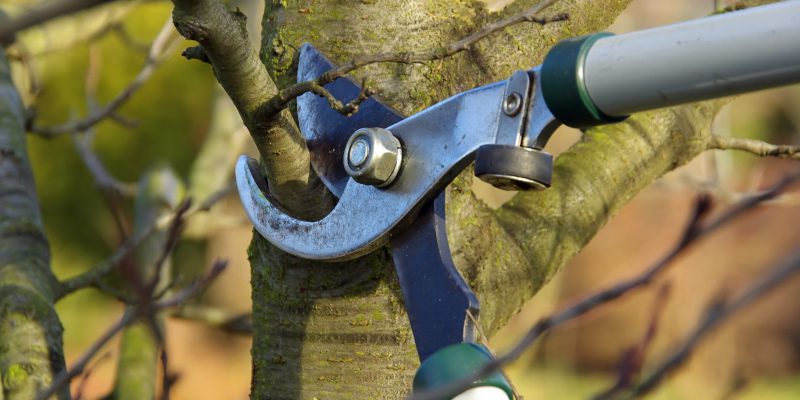 The Best Time for Tree Pruning