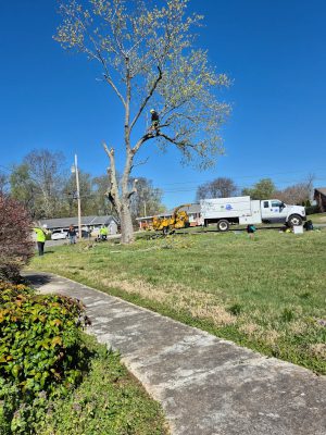 How to Keep Your Tree Healthy with Professional Tree Branch Removal Services