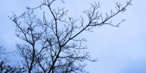 3 Signs You Need to Change Your Tree Care Routine