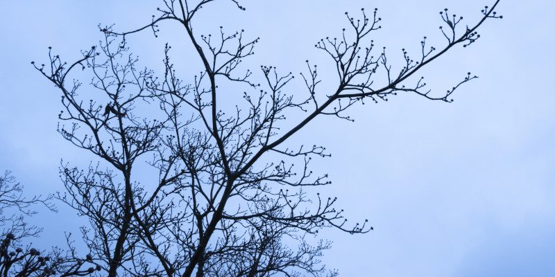 3 Signs You Need to Change Your Tree Care Routine